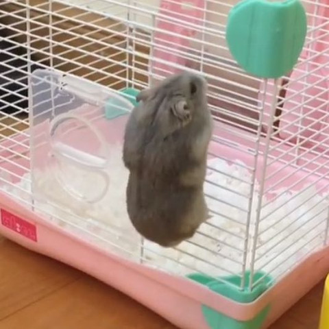 Dieser Käfig als Beispiel  - (Hamster, Asien, Zwerghamster)