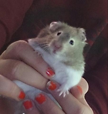 mein Hamster Wölkchen - (Hamster, Spielzeug)