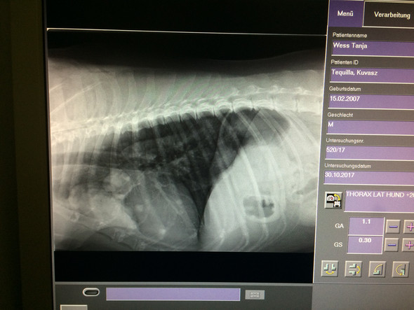 Röntgenbild v Seite - (Hund, Tierarzt, Lunge)