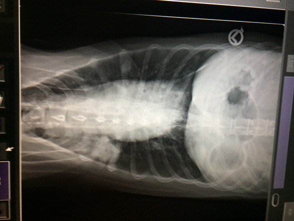 Röntgenbild von unten - (Hund, Tierarzt, Lunge)