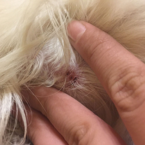 Was kann das bloß sein? - (Krankheit, Hund)