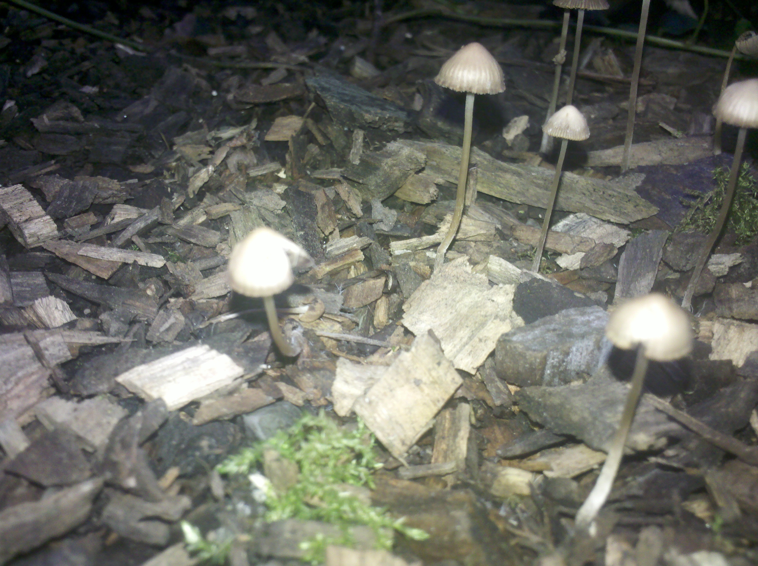 Handelt es sich hierbei um den Spitzkegeligen Kahlkopf? (Drogen, Pilze