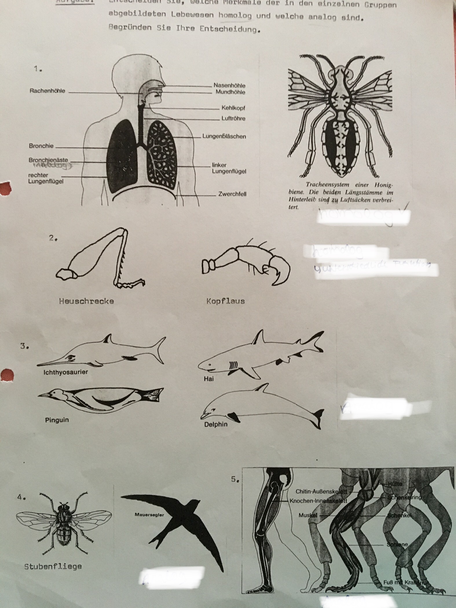 Handelt Es Sich Hierbei Um Homologie Oder Analogie? (Schule, Biologie ...