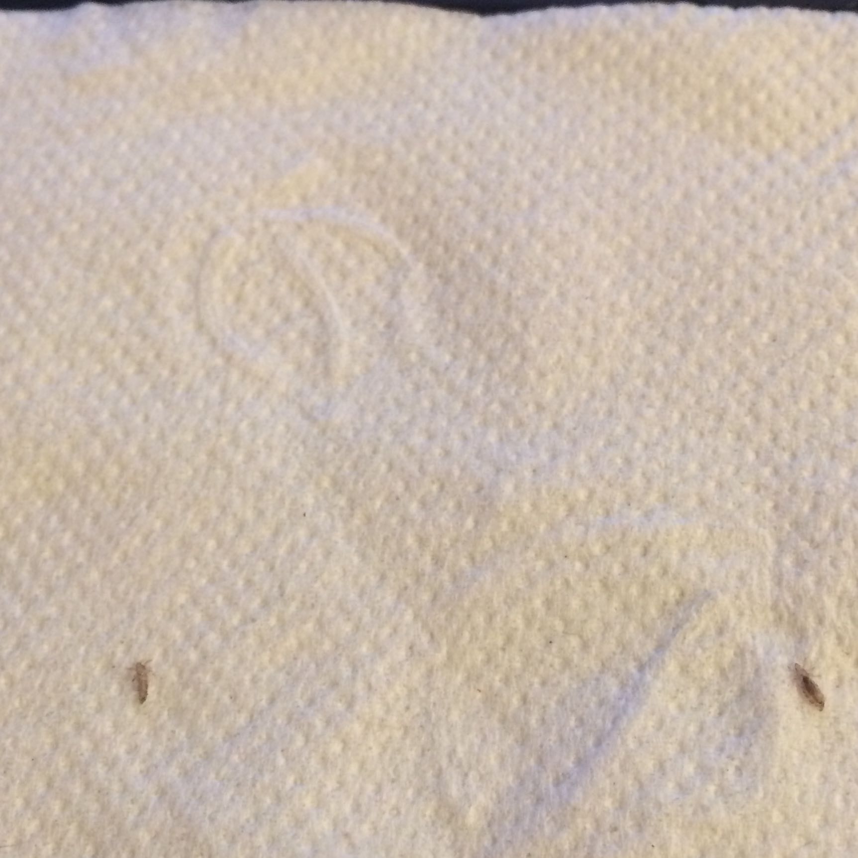 Sommerekzem & Ekzem beim Hund Hautpflege bei Hautkrankheiten