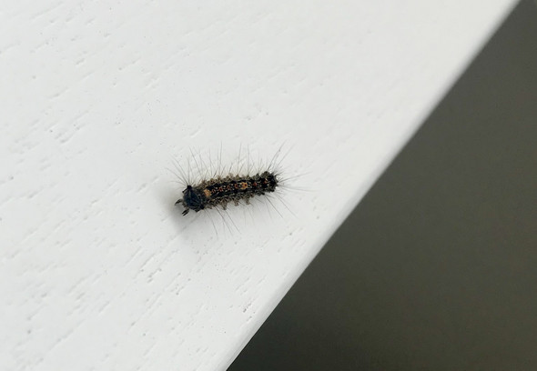 Handelt Es Sich Um Den Eichenprozessionsspinner Tiere Biologie