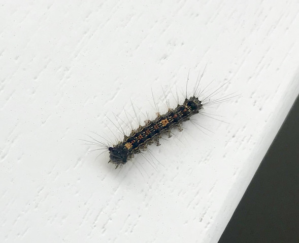 Handelt Es Sich Um Den Eichenprozessionsspinner Tiere Biologie