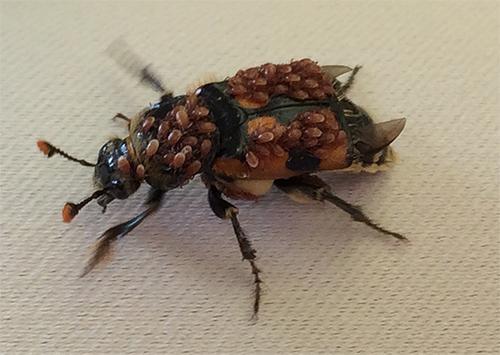 Insekten - Wie Totengräber-Käfer ihrem Nachwuchs Proviant sichern