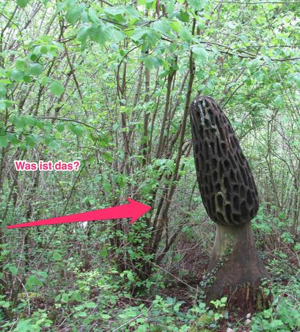 Monster Morchel - (Natur, Jura, Pilze)
