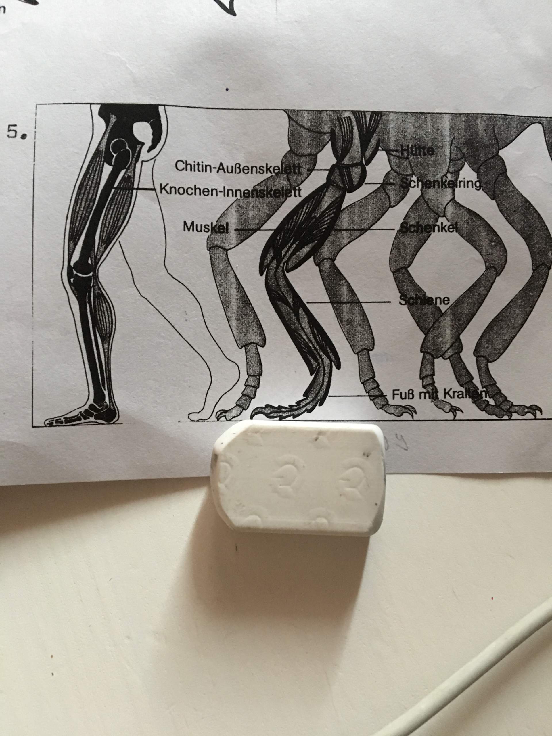 Handelt es sich um Homologie oder Analogie? Biologie, Evolution)