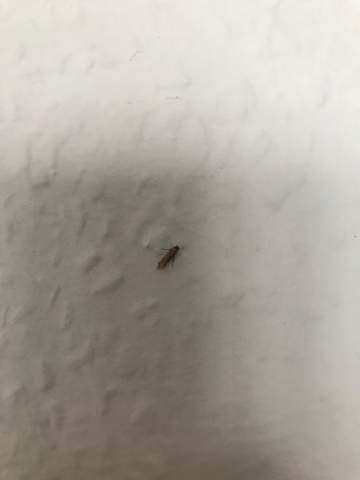 Handelt Es Sich Um Zwei Verschiedene Mottenarten Tiere Mottenbefall