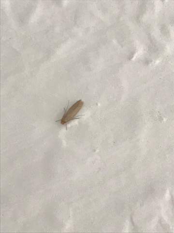 Handelt Es Sich Um Zwei Verschiedene Mottenarten Tiere Mottenbefall