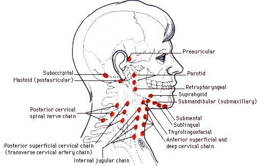 Harter Knubbel Am Hinterkopf Lymphknoten Harter Knubbel Am Hinterkopf Lymphknoten