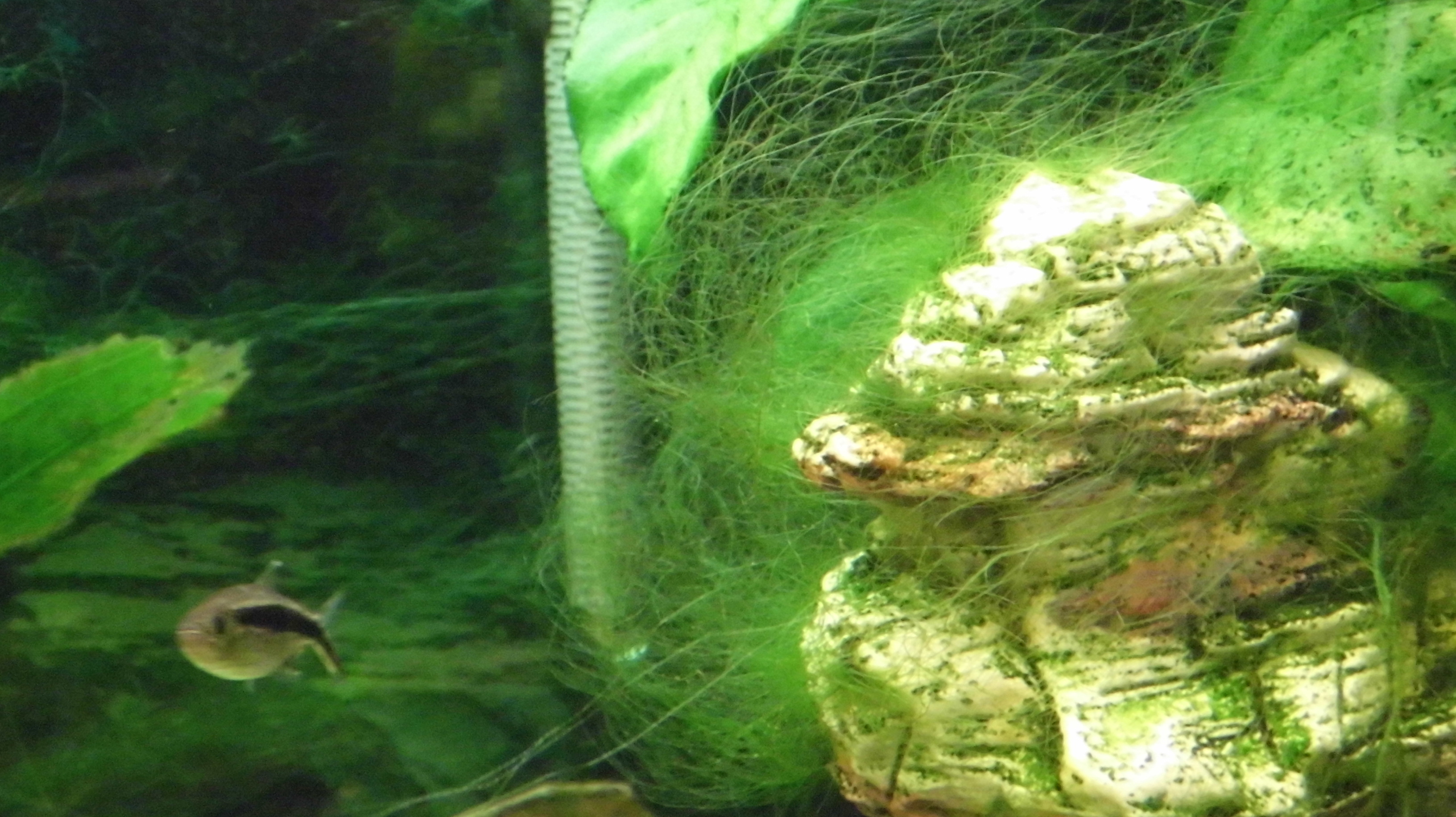 Fadenalgen Aquarium Fische - Aquarium White Hair Algae 1