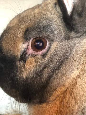 Hase Hat Etwas Am Auge Tiere Augen Kaninchen