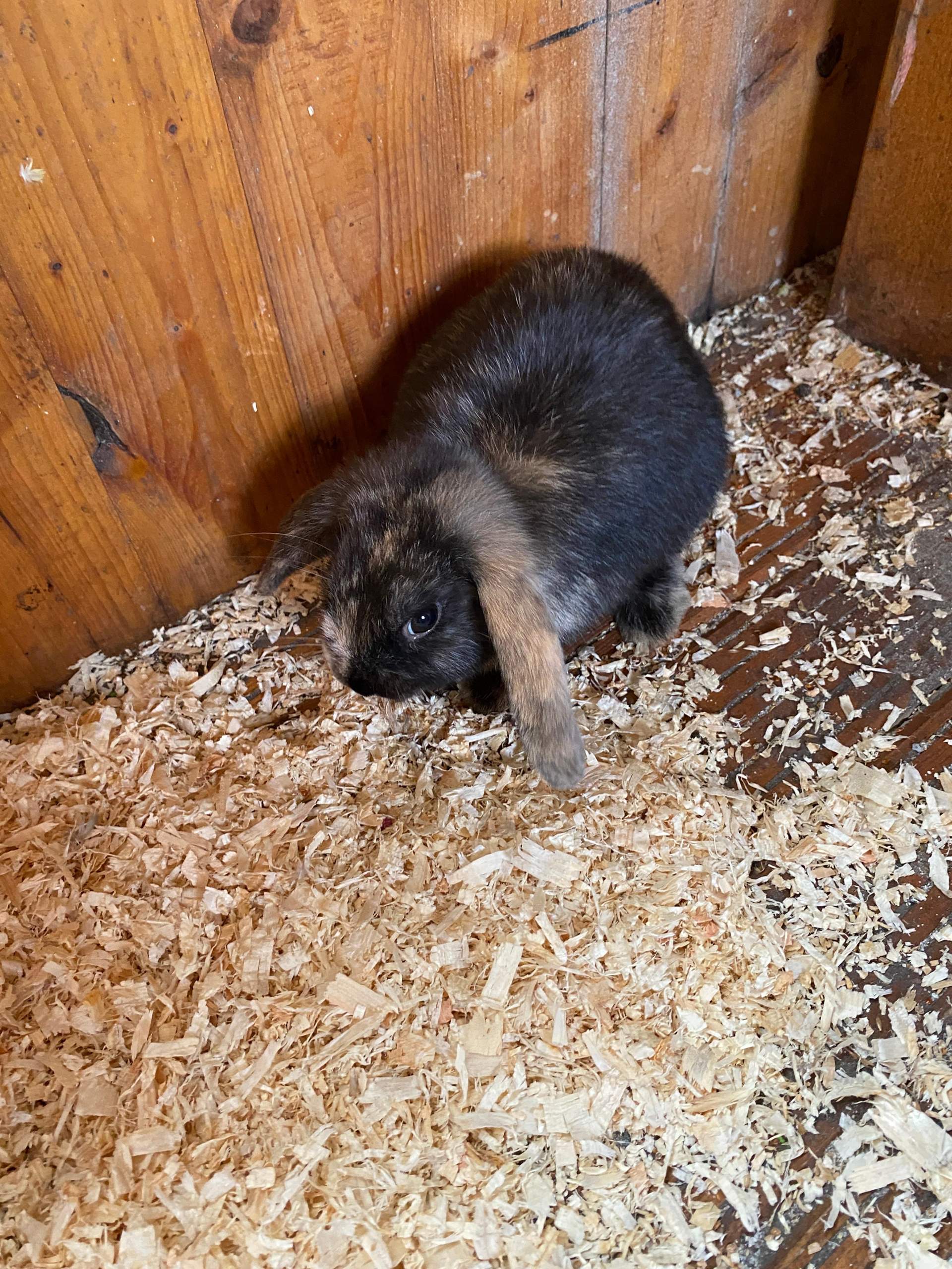 Bienbee Meerschweinchen Tunnel & Versteck – Waschbar, Faltbar, Grüner Pilz-Design, Für Kleintiere Wie Hasen & Kaninchen