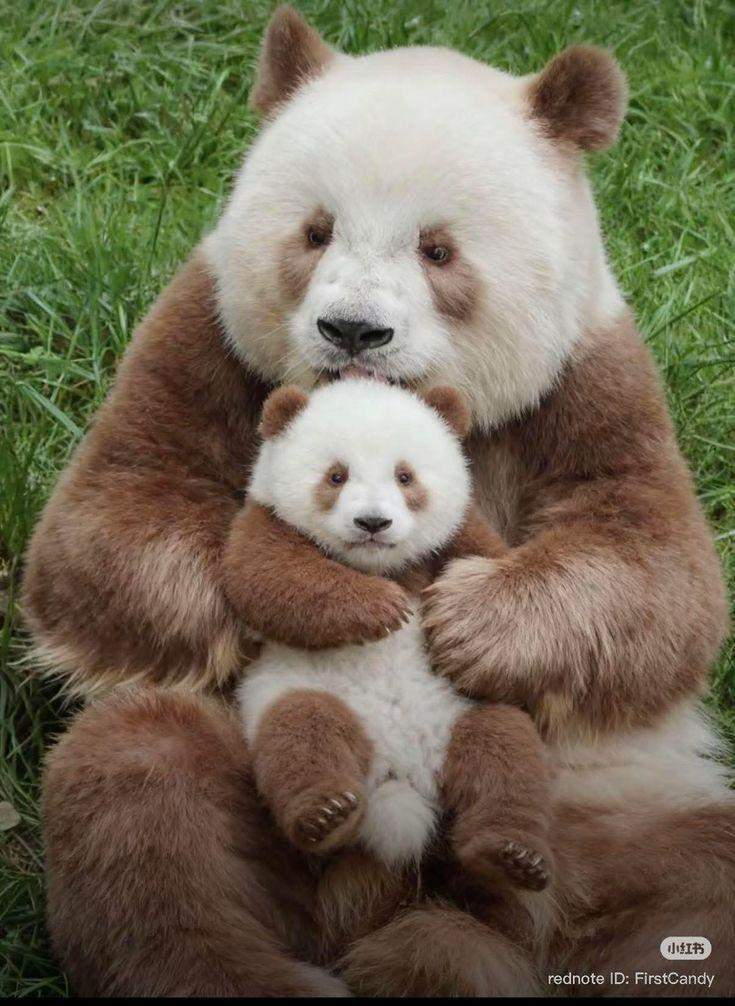 Hast du mal vom Qinling Panda gehört? (Menschen)