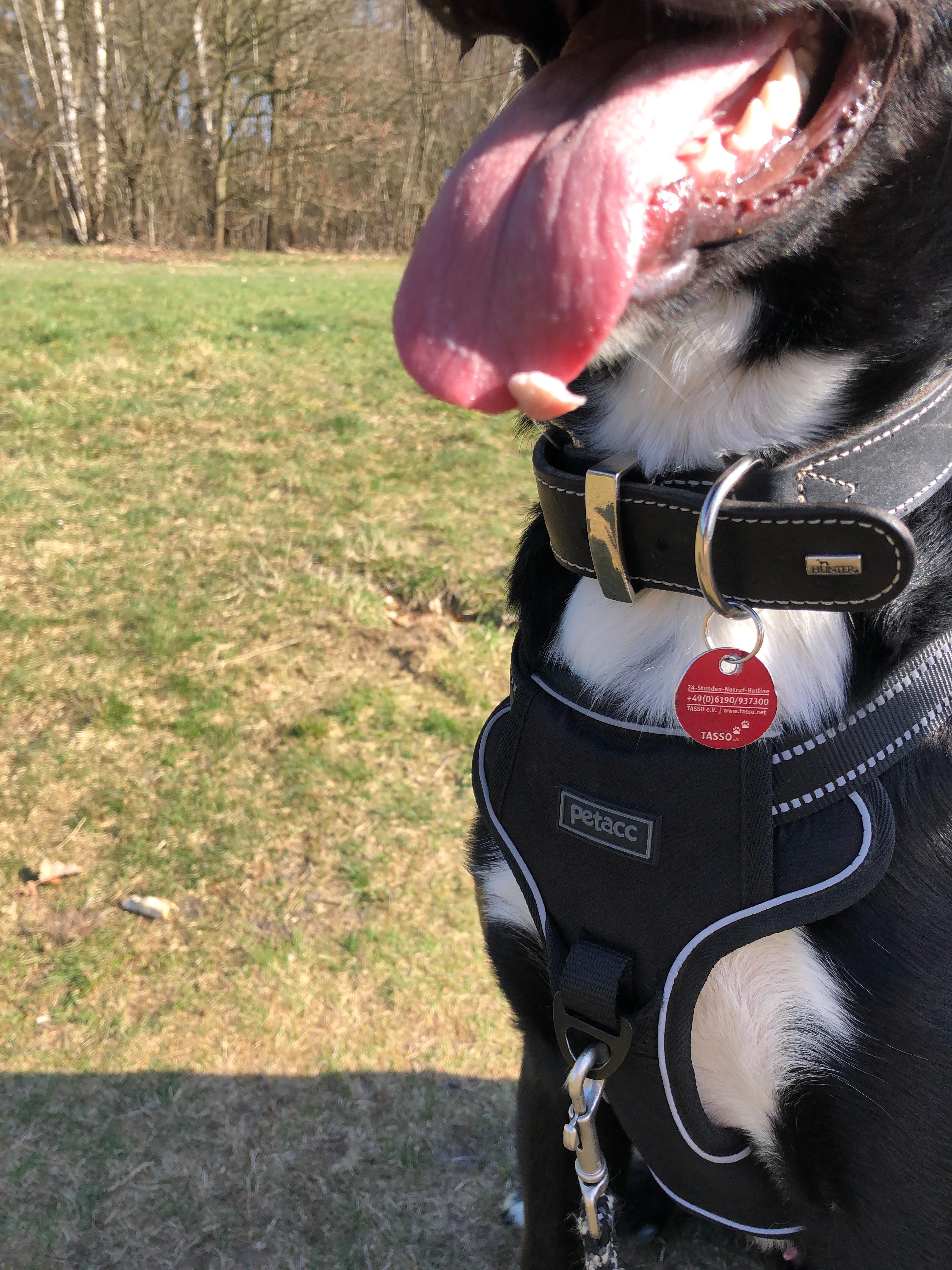 Hat der Hund eine Warze auf der Zunge? (Gesundheit, Warzen)