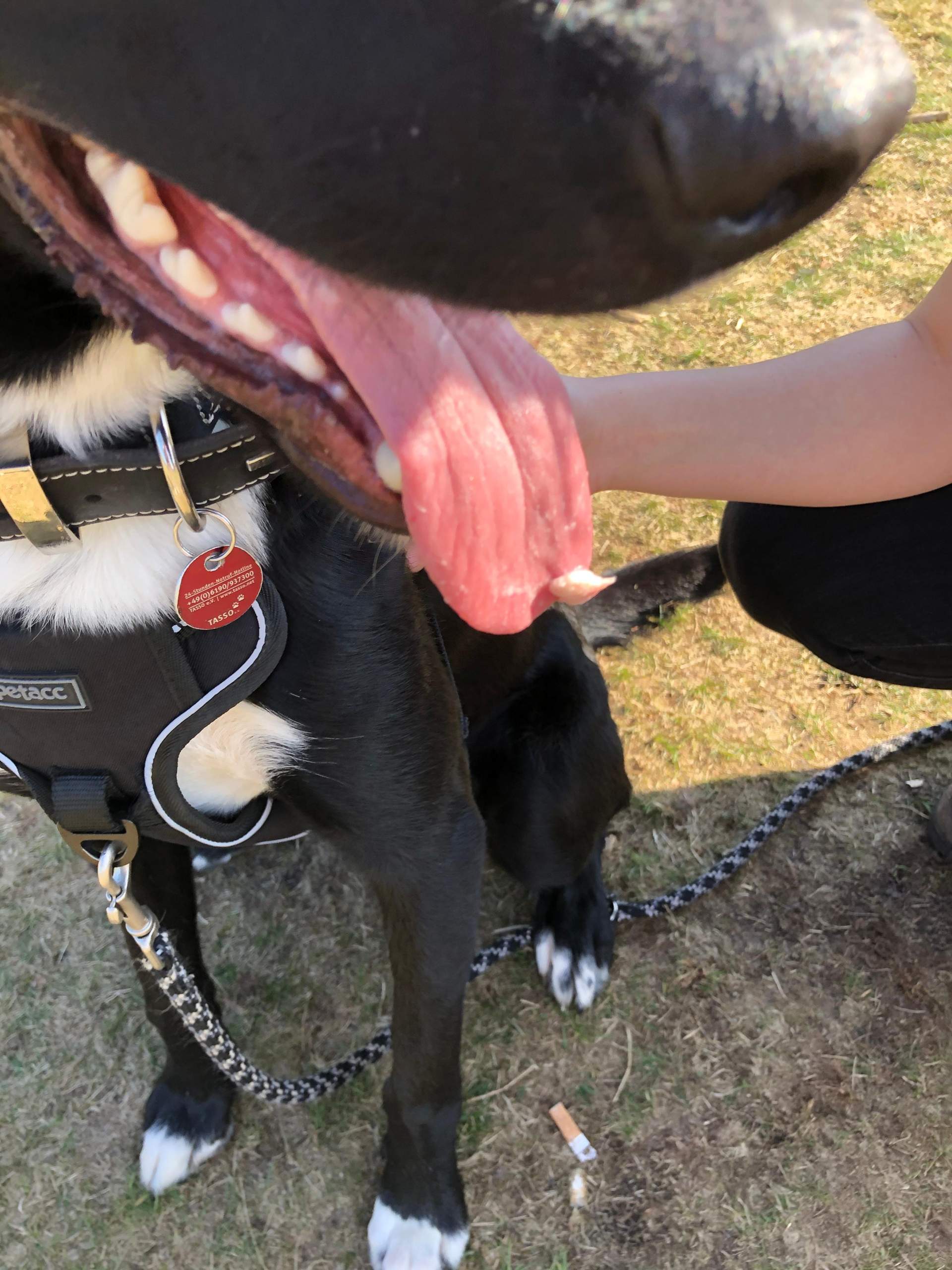 Hat der Hund eine Warze auf der Zunge? (Gesundheit, Warzen)