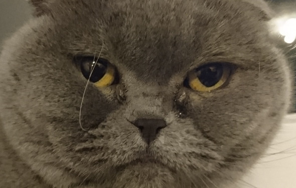 Hat Die Katze Ein Augenproblem Krankheit Augen