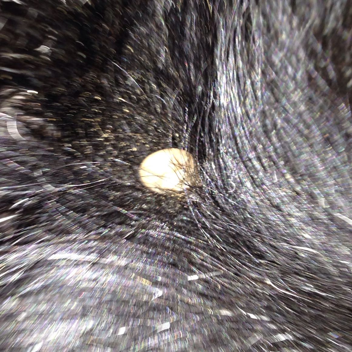 Hat hat Zecke. Tierarzt? (Hund)