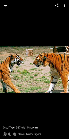 Download Freundschaft tiere For iPhone Free Freundschaft Tiere