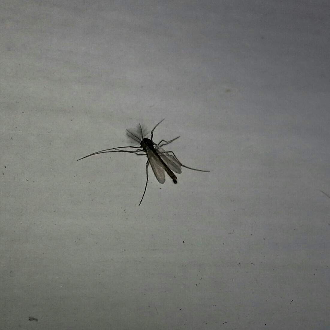 Hat jemand eine Ahnung, was das hier für kleine Fliegen sind? (Insekten)