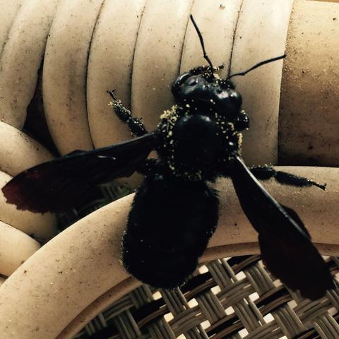 Hat Jemand Eine Ahnung Was Dass Fur Ein Insekt Ist Ist Es Gefahrlich Einen Stachel Konnte Ich Nicht Entdecken Es War Ca 2 5 3 0cm Lang Tiere Insekten