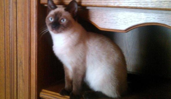 Hat Jemand Erfahrung Mit Bkh Siam Mix