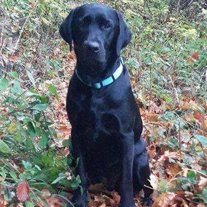 Hat Jemand Erfahrungen Mit Carnilove Lamb Wild Boar Hundefutter Gemacht Tiere Hund Labrador