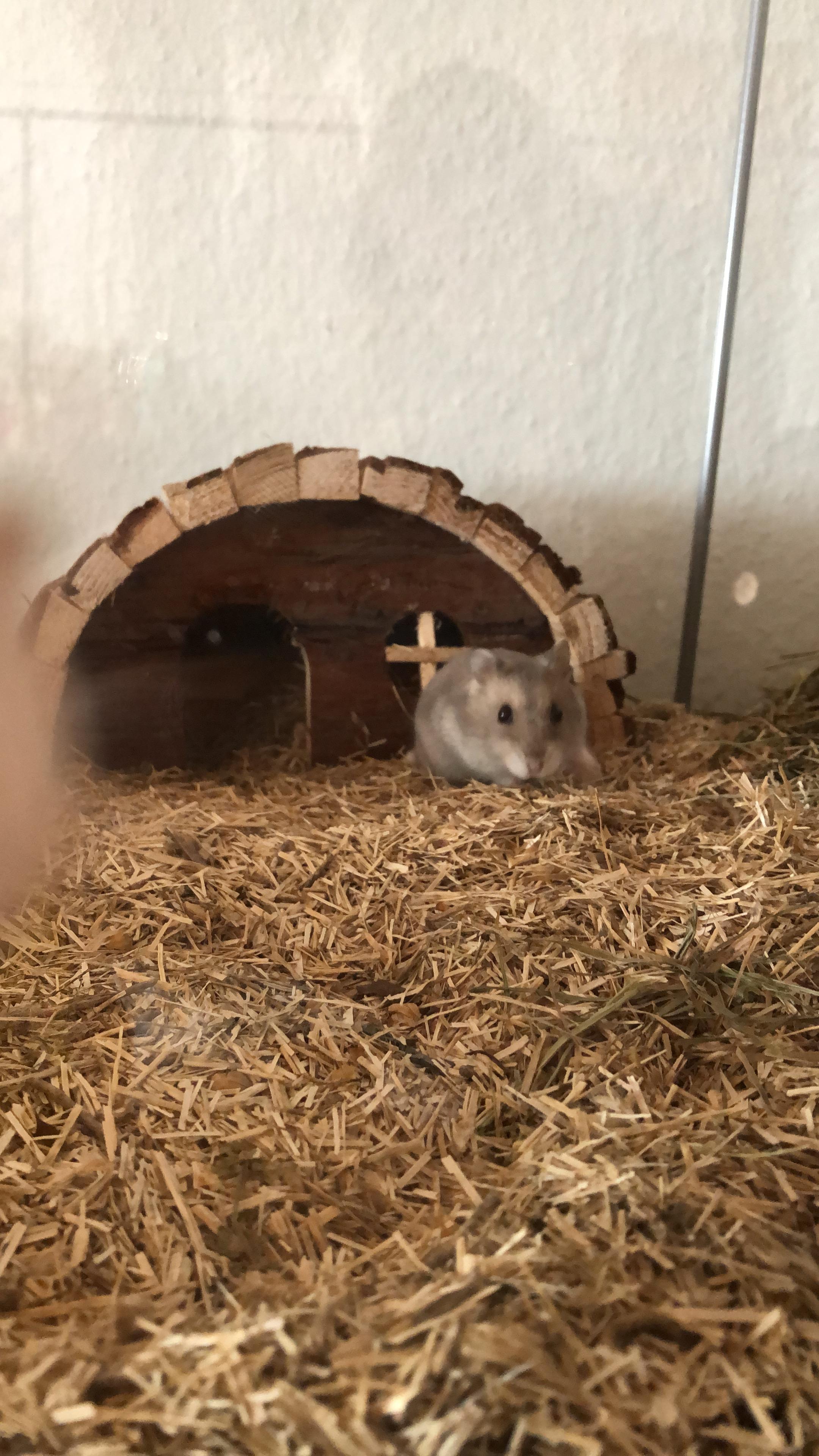 Hat jemand Ideen für einen Namen (Hamster)? (Tiere, Haustiere ... - 1 Original