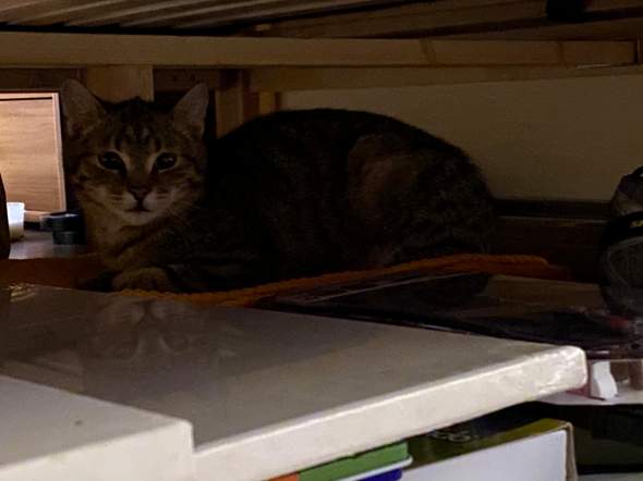 - (Katzen, Kater)