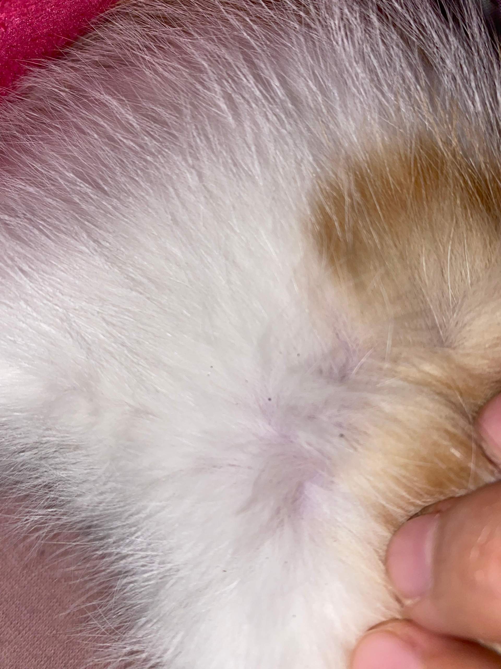 Hat Katze flöhe?