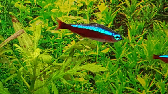 kuchen backofen Aquarium Fische Krankheiten Weisse Punkte kuchen backofen Aquarium Fische Krankheiten Weisse Punkte