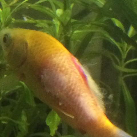Aufnehme 1 - (Aquarium, Goldfische)