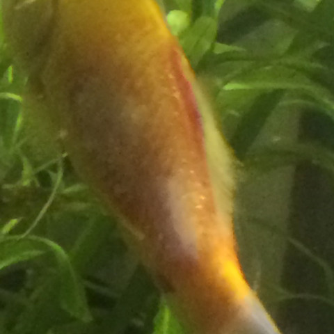 Aufnahme 2 - (Aquarium, Goldfische)