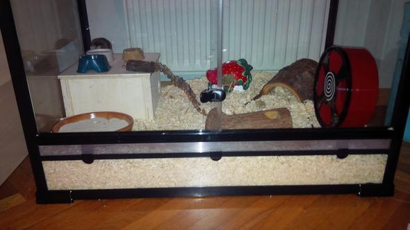 Ihr Gehege - (Hamster, Terrarium, artgerecht)