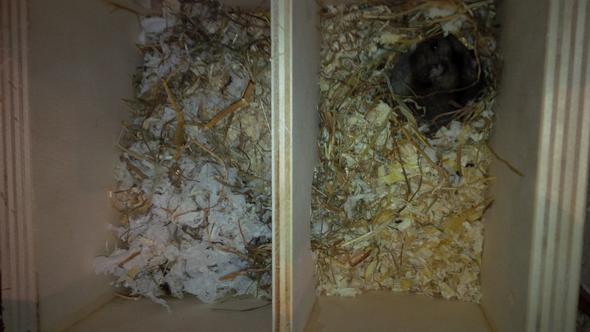 Das Mehrkammernhaus - (Hamster, Terrarium, artgerecht)