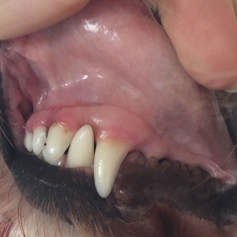 Zahnfleisch  - (Medizin, Tiere, Hund)