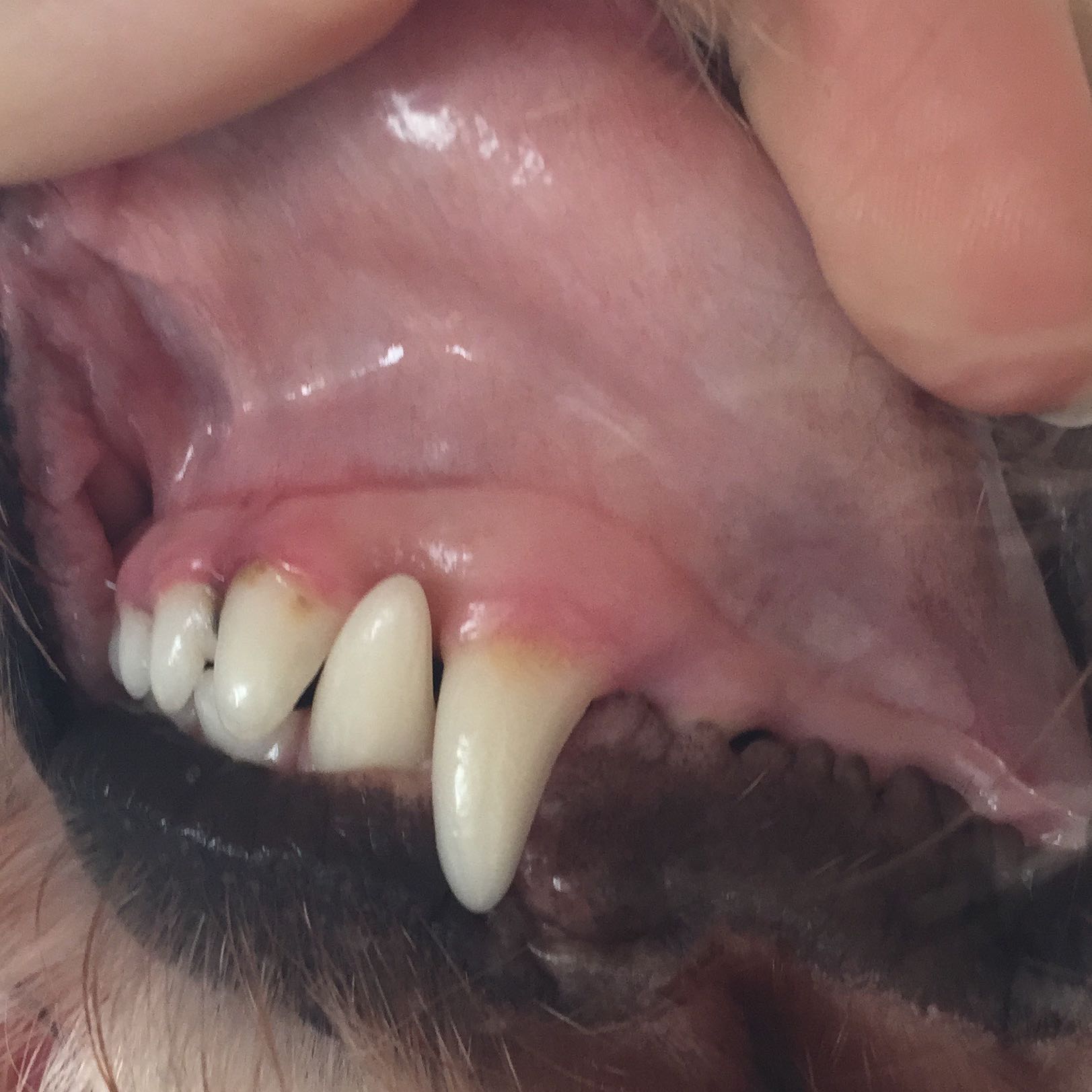 Hat mein Hund blasse Schleimhäute? (Medizin, Tiere, Tiermedizin)