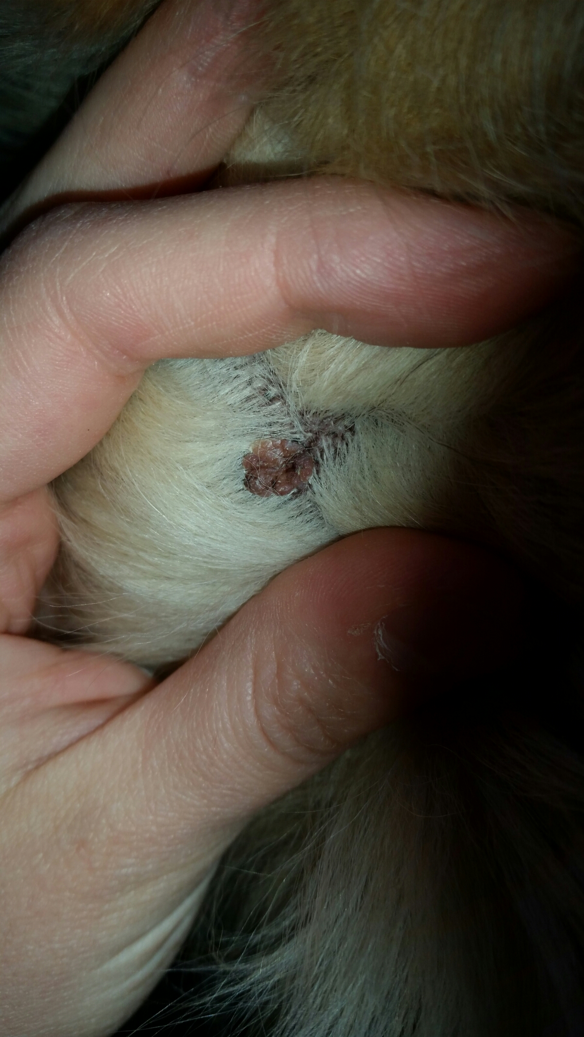 Hat mein Hund ein gefährliches Geschwür? (Tierarzt, Muttermal, Tumor)