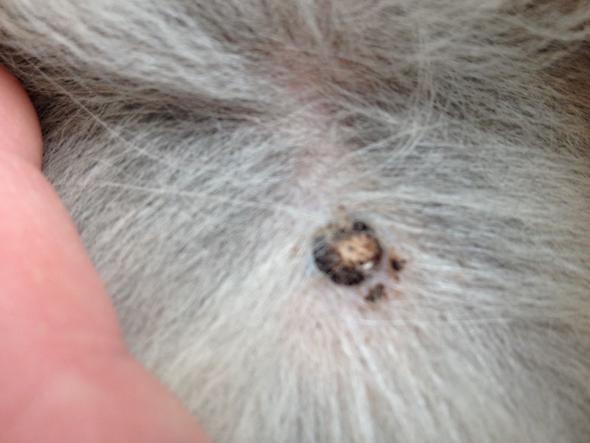 Hat mein Hund einen Tumor? (Krankheit)