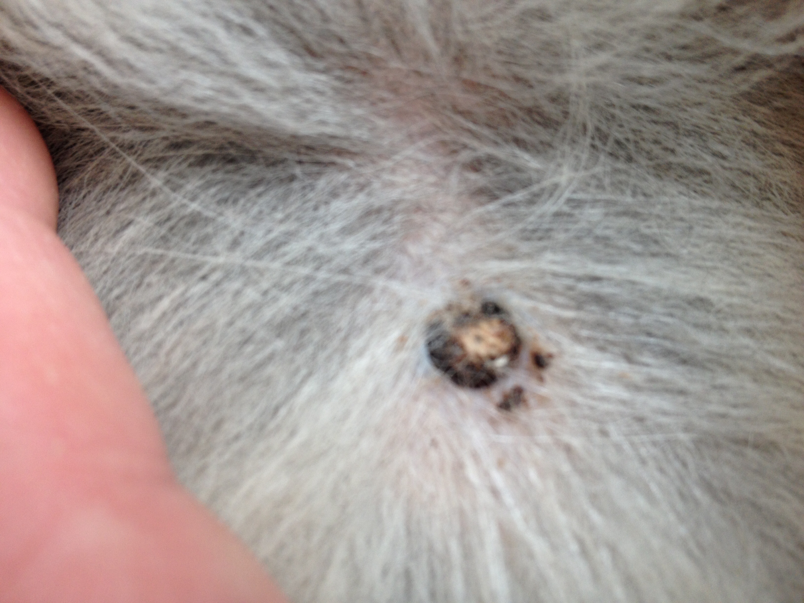 Hund Hat Beule Unter Der Haut / Hund hat eine harte in etwa Ei große