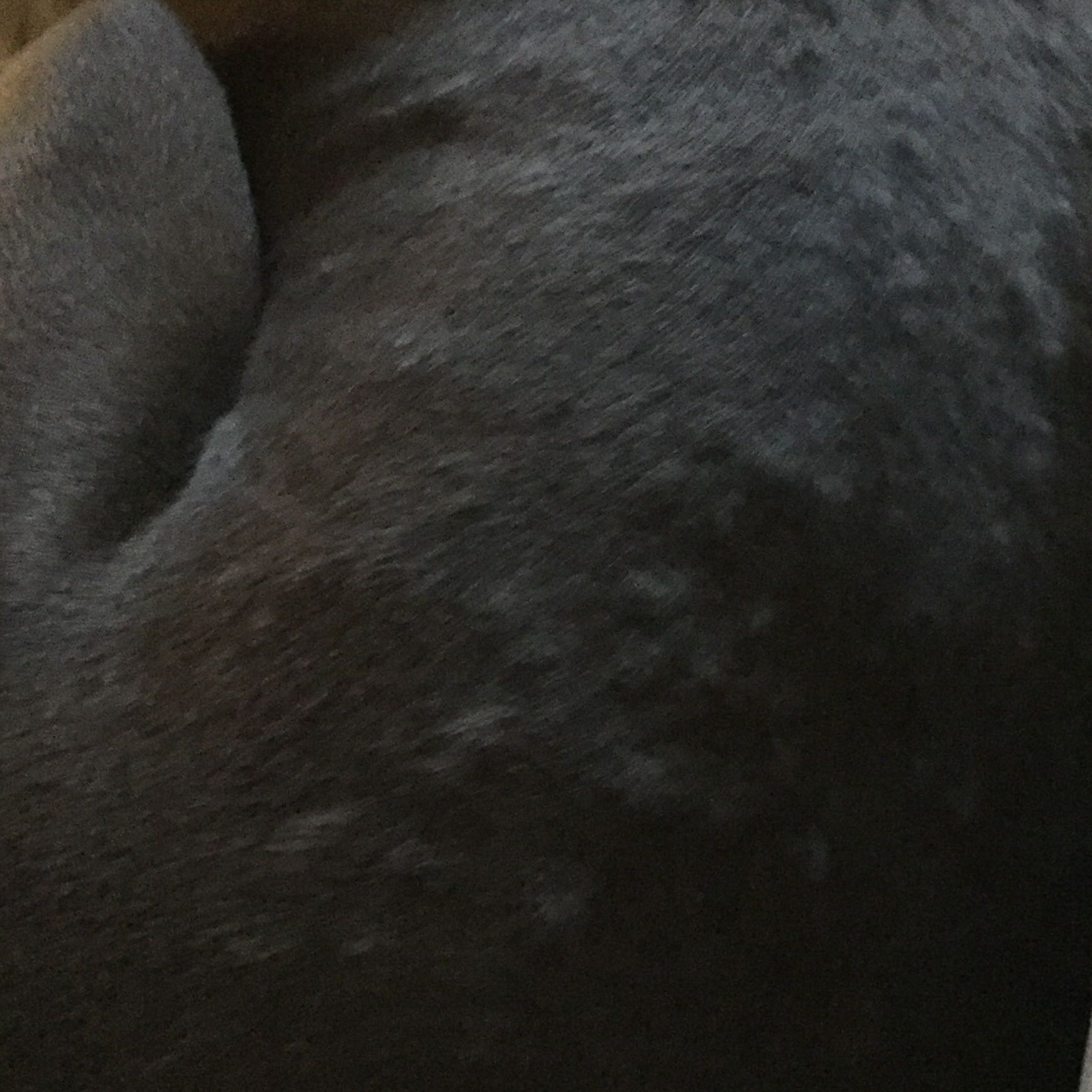 Hat mein Hund eine Allergie oder was kann das sein? (Gesundheit, Haut