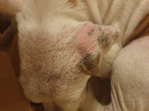 Hat mein Hund eine bestimmte Krankheit? (Gesundheit und Medizin