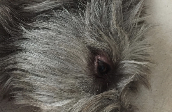 rot und geschwollen - (Gesundheit, Hund, Augen)