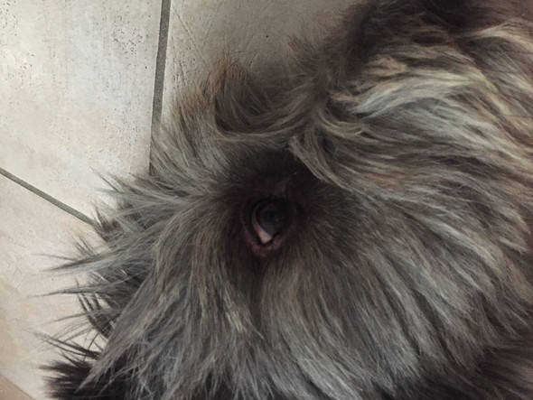 Hat mein Hund eine Bindehautentzündung? (Gesundheit, Augen, krank)