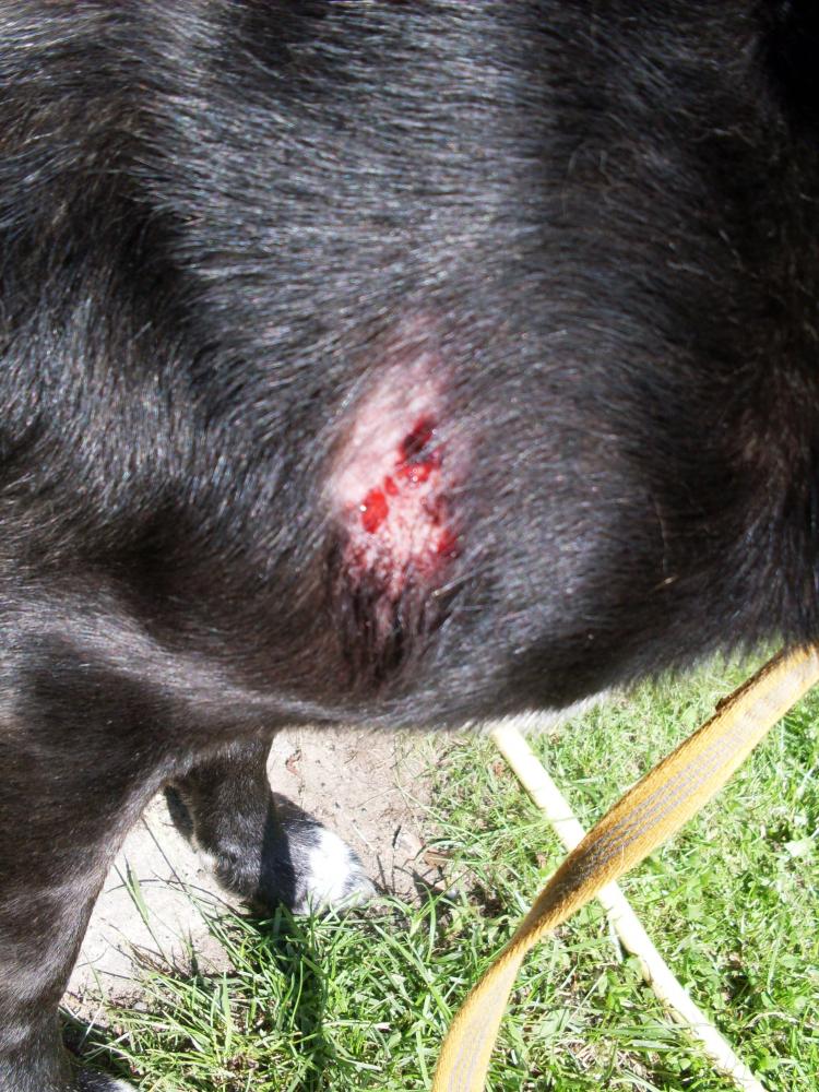 40++ Lefzenentzuendung beim hund bilder , Hat mein Hund eine ernste Hautkrankheit? (Haut, Tierarzt, Tiermedizin)