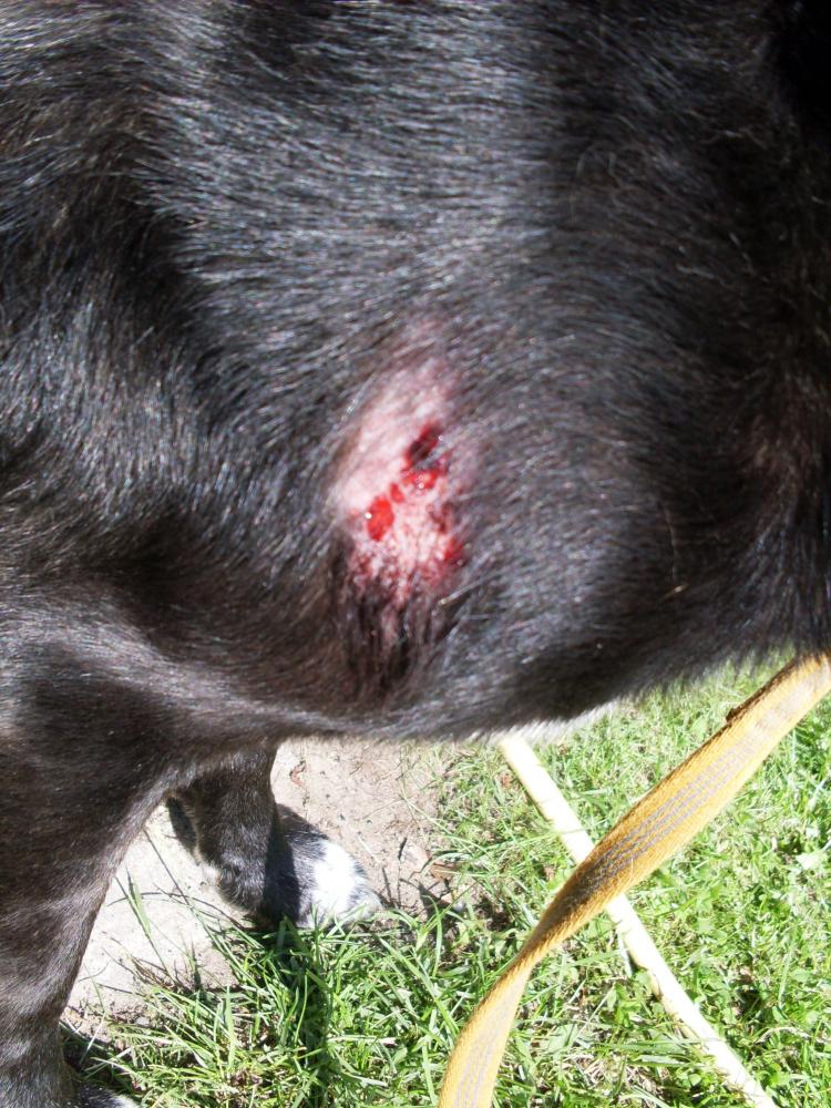 Hat mein Hund eine ernste Hautkrankheit? (Haut, Tierarzt, Tiermedizin)