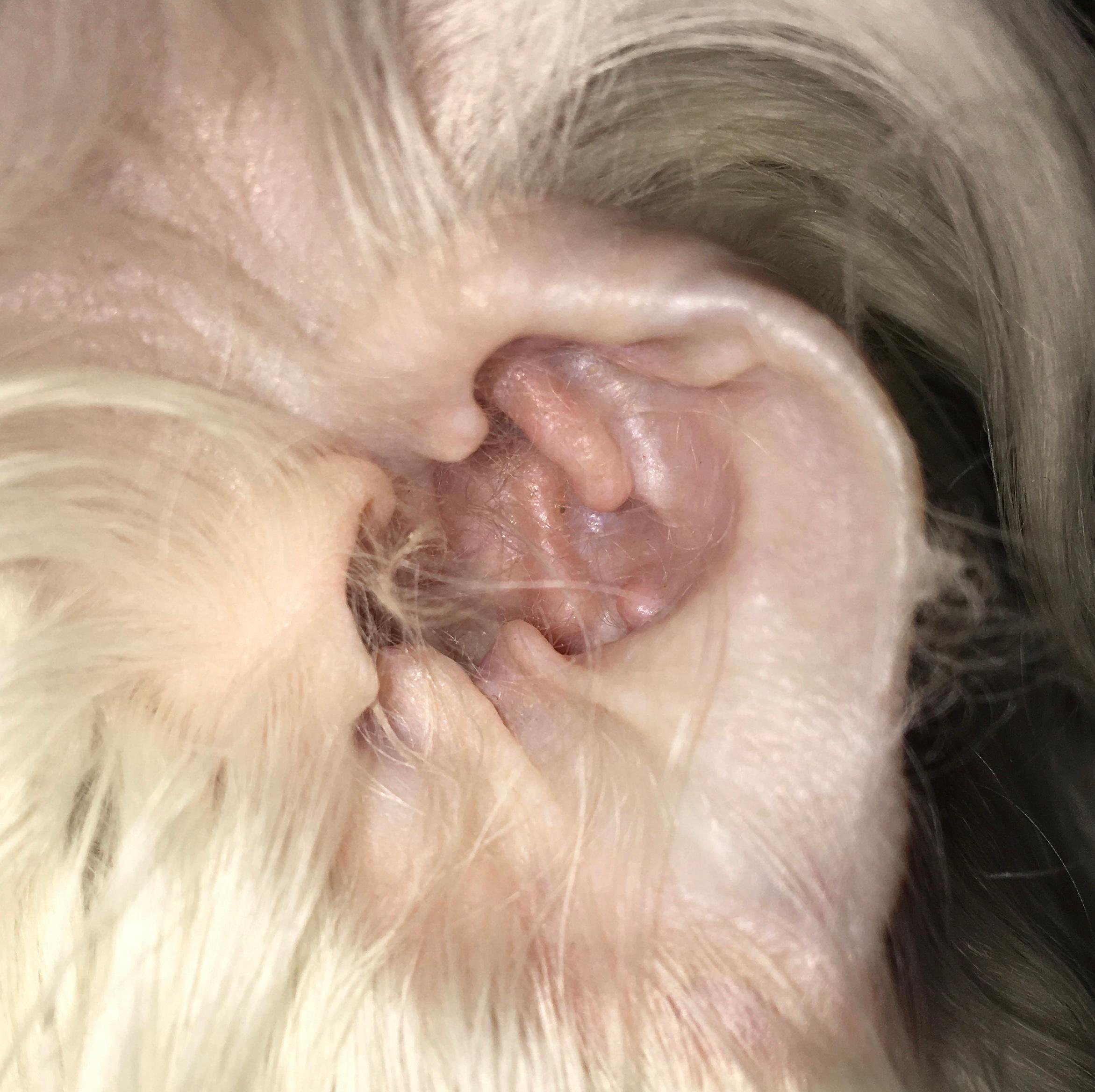 Hat mein Hund eine Ohrenentzündung?