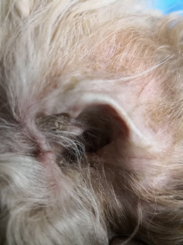 hat mein hund eine ohrenkrankheit hundekrankheiten